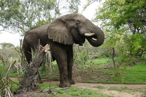 elephant game reserve