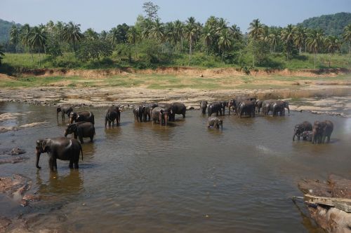 elephant bath river