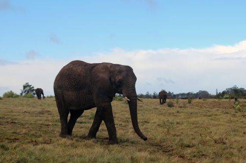 elephant pachyderm africa