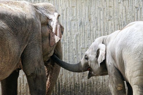 elephant young animal proboscis