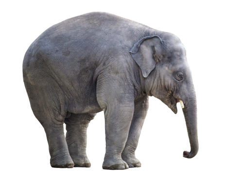 elephant white background isolated