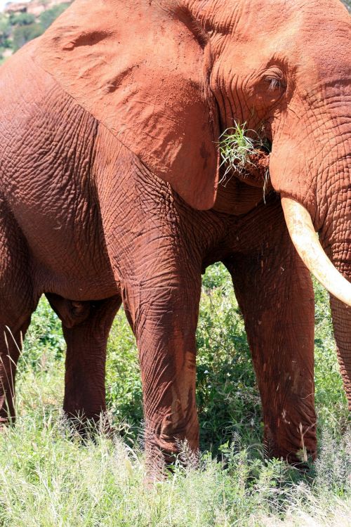 elephant africa kenya