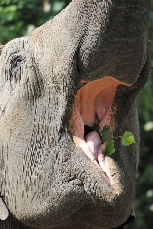 elephant eat zoo