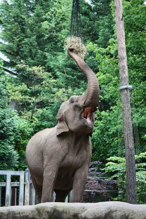 elephant pachyderm zoo