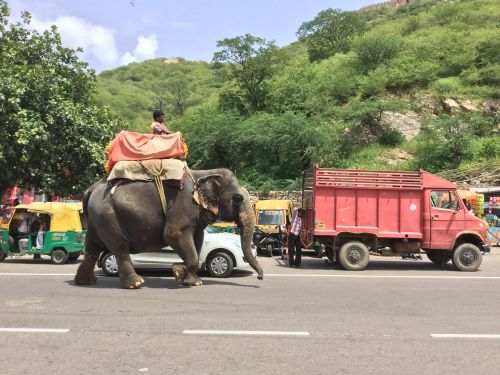 elephant riding road