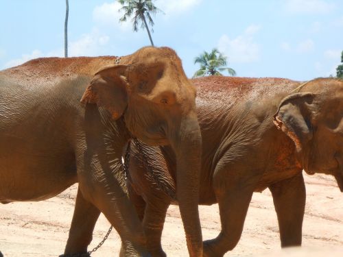 elephant srilankan nature