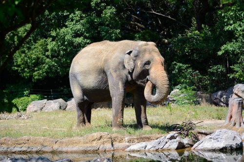 elephant wildlife zoo