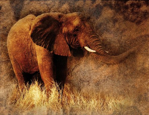 elephant animal art