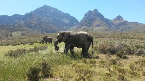 elephant south africa largest animal