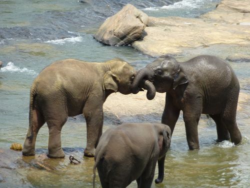 elephant love fight