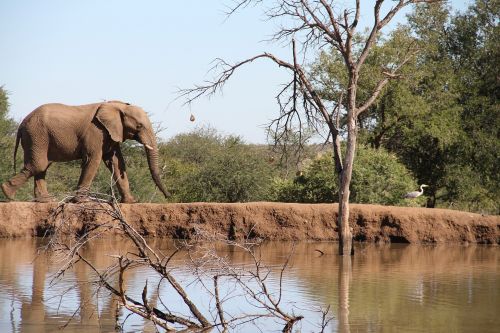 elephant pilanesberg dam