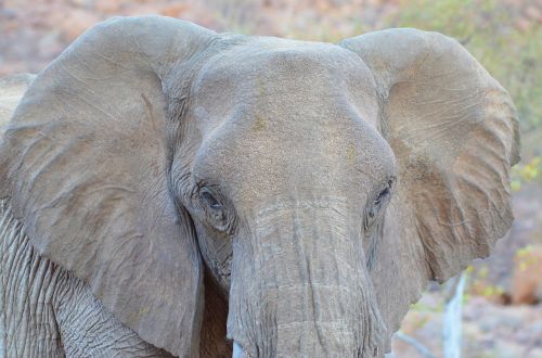 elephant namibia nature