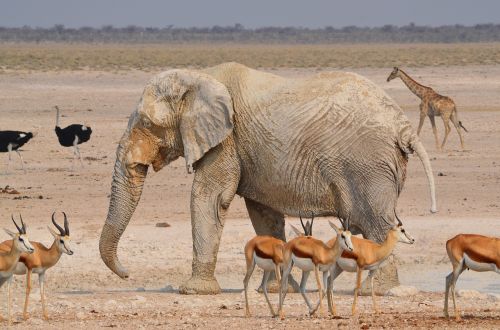 elephant africa etosha