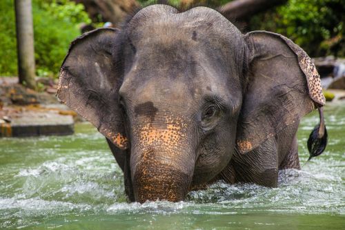 elephant asia thailand