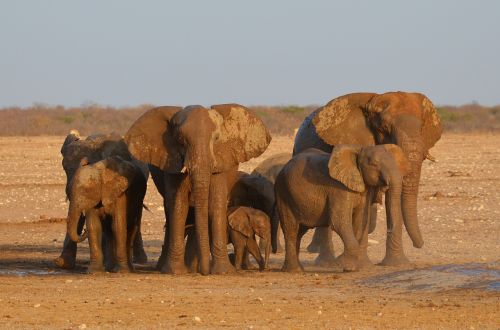 elephant etosha africa