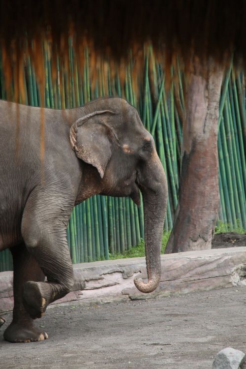 elephant animal bali