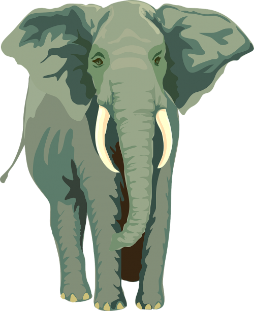 elephant animal mammal