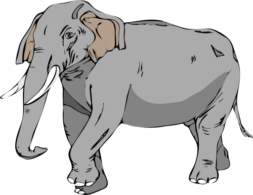 elephant large animal