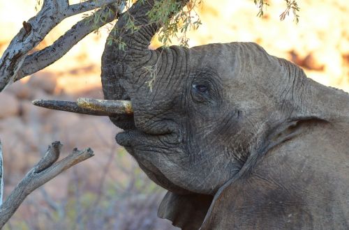 elephant young elephant baby elephant