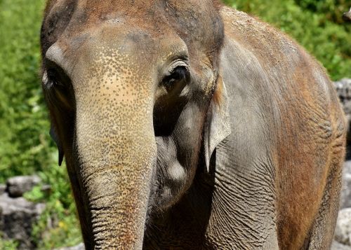 elephant pachyderm animal