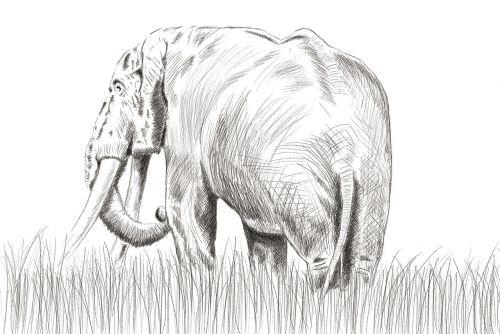 elephant nature pencil