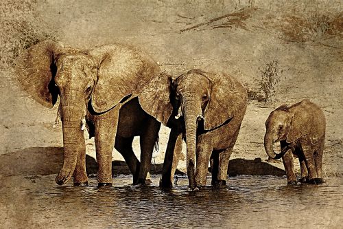 elephant animal art