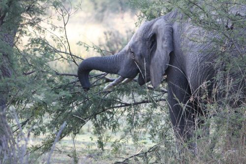 elephant africa safari