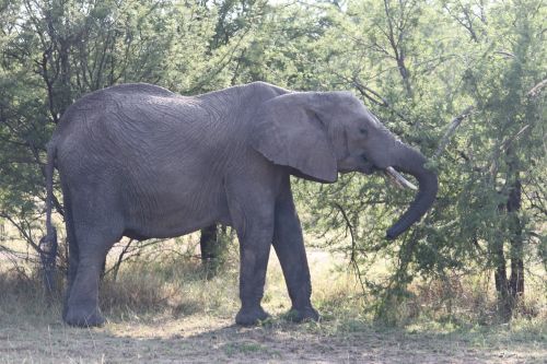 elephant africa safari