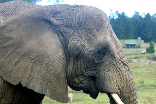 elephant pachyderm grey
