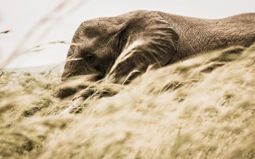 elephant animal wildlife