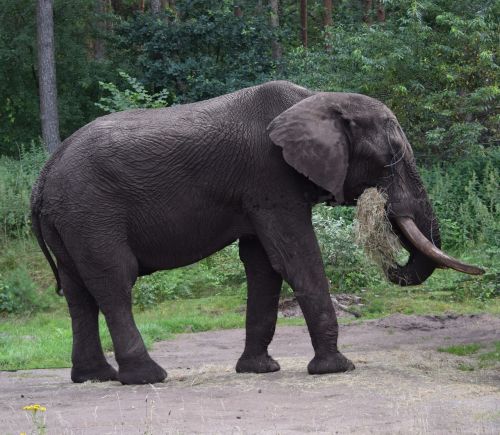 elephant large proboscis