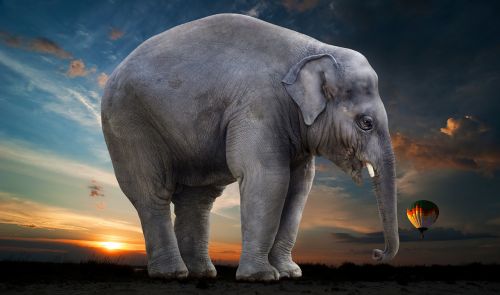 elephant sunset steppe