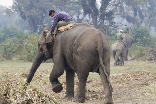 elephant walking wild