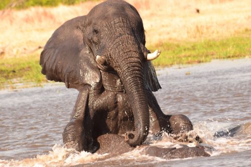 elephant water play