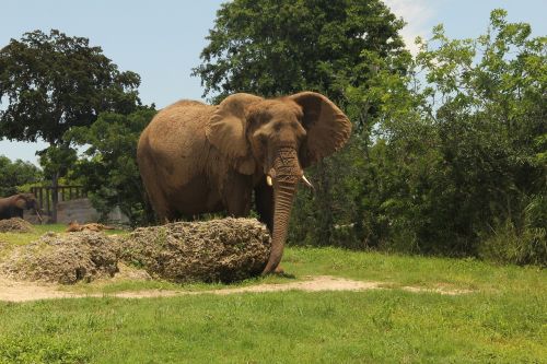 elephant big animal