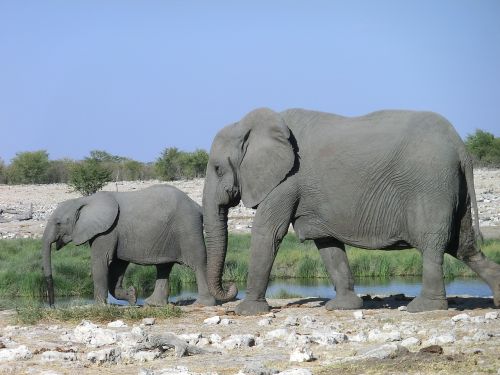 elephant animal africa