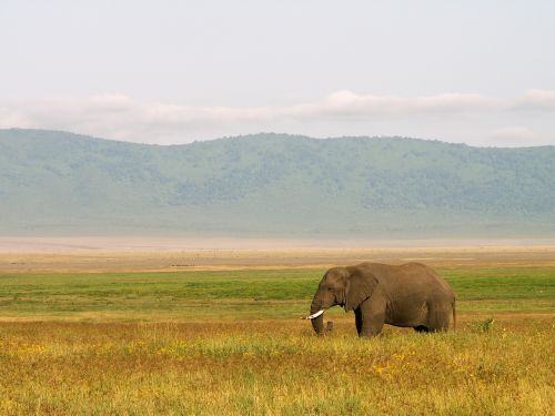 elephant tanzania landscape