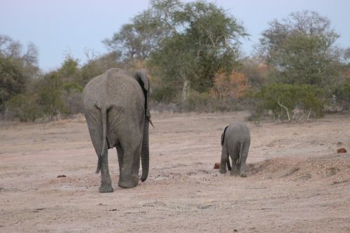 elephant baby animal