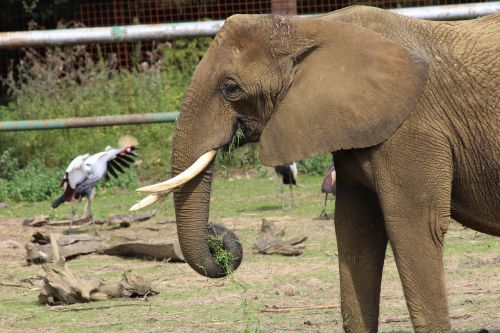 elephant zoo big five