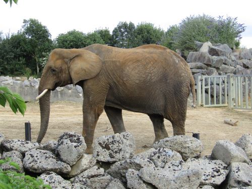 elephant zoo walking