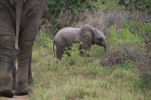 elephant african bush elephant national park
