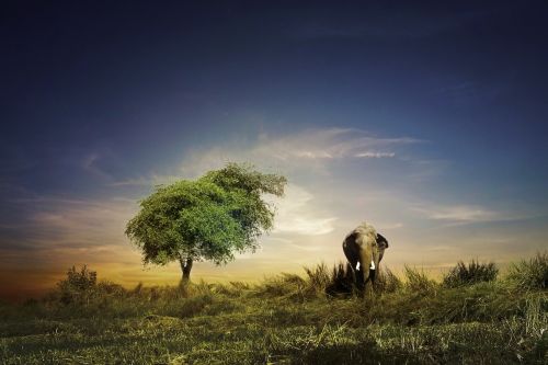 elephant outdoor sky