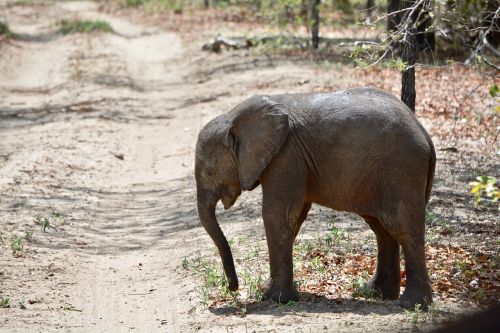 elephant africa elephantine
