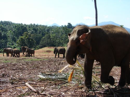 elephant orphanage kandy