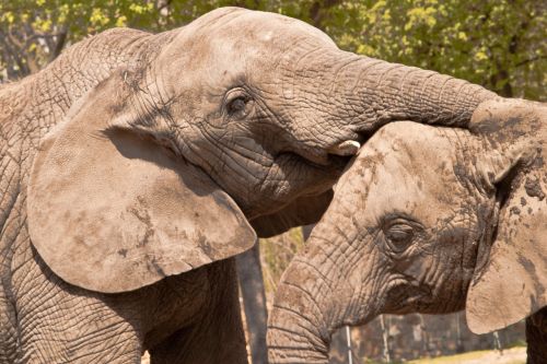 elephant zoo animal