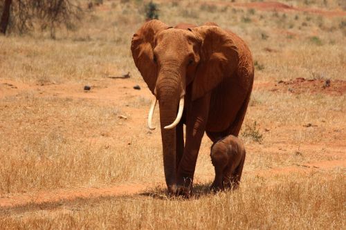 elephant cub kenya