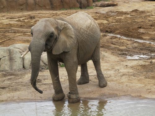 elephant san diego zoo