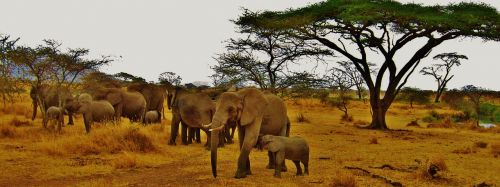elephant tanzania africa