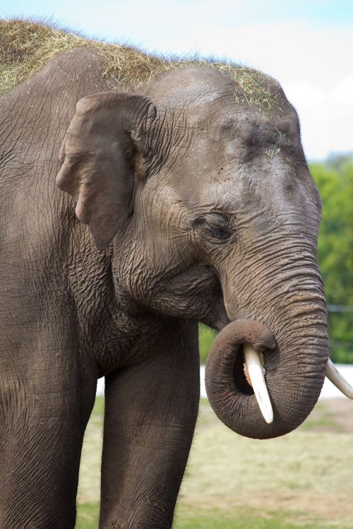 elephant large grey