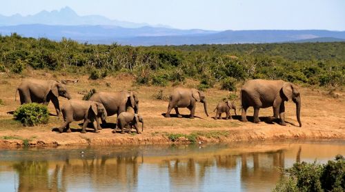 elephant herd of elephants african bush elephant